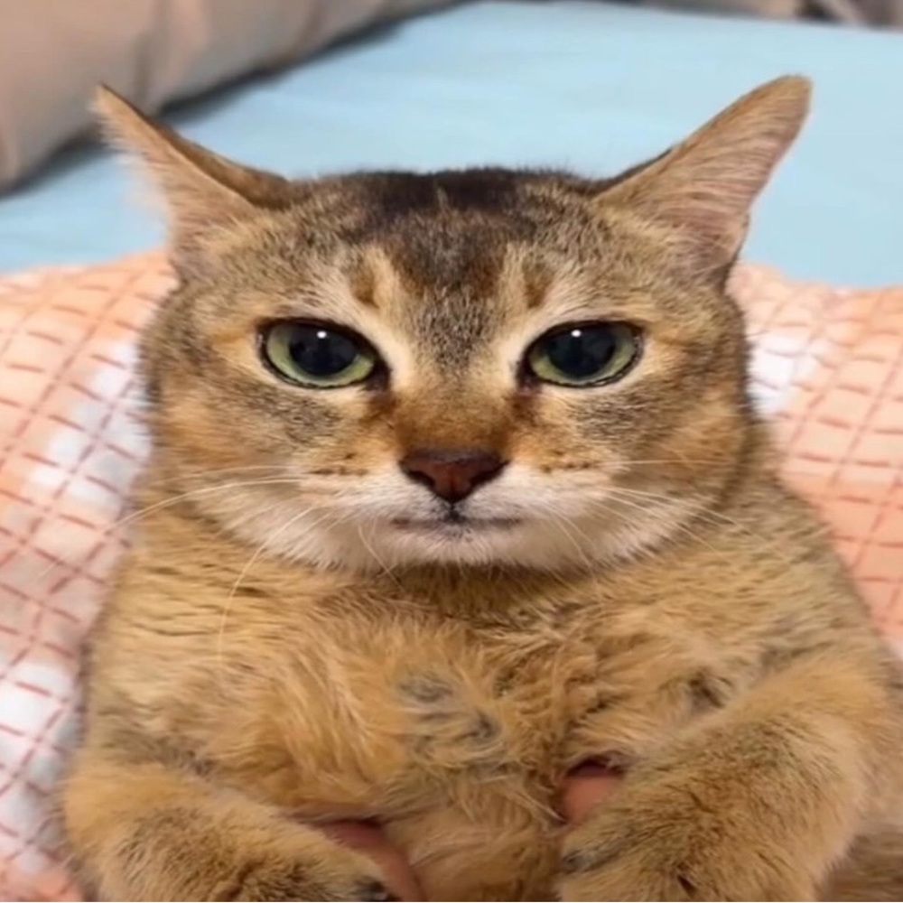 Meet your Posher, Joshua